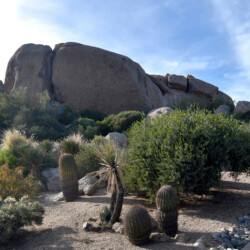A desert scene with cacti and rocks.