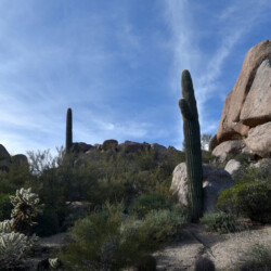 A cactus and some bushes in the desert